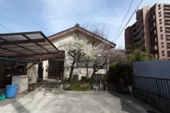三月の佇まい