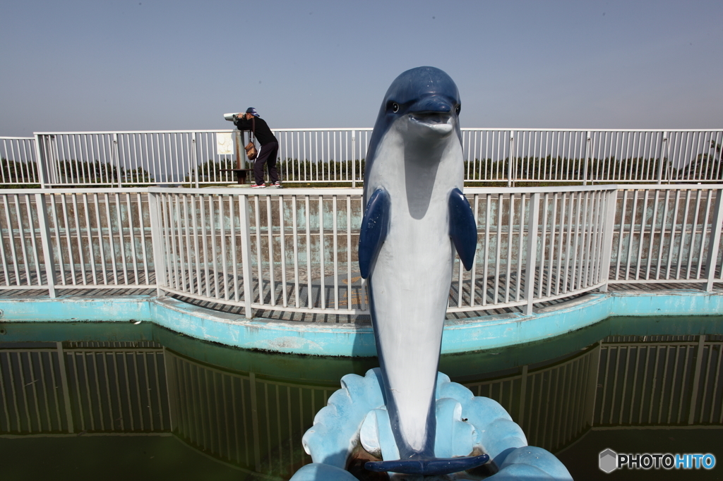 イルカのいる風景
