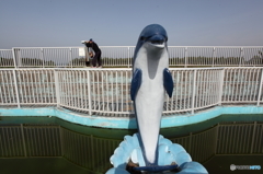 イルカのいる風景