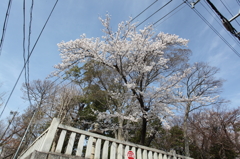 見上げれば、春