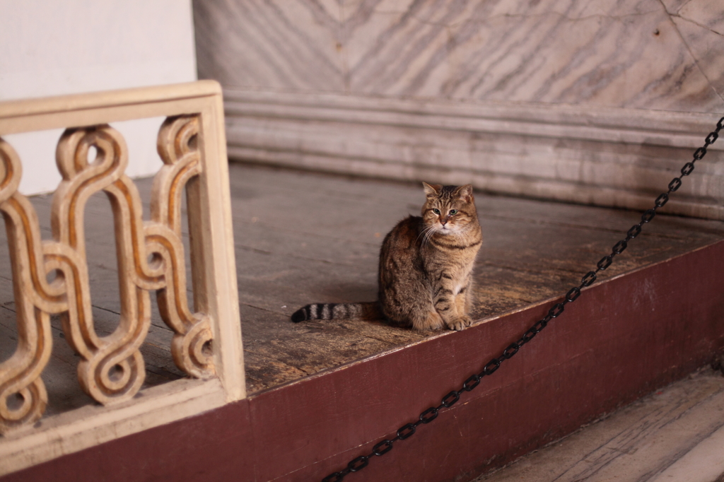 アヤソフィアの猫