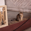 アヤソフィアの猫