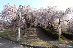 幸田の桜