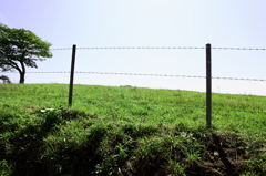 高原牧場（２）