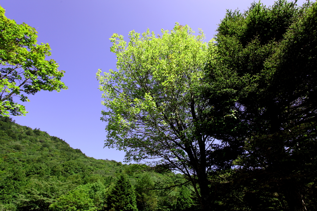 高原の風