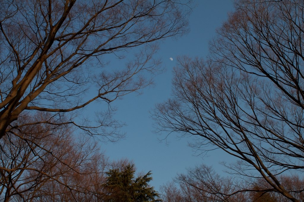 下弦の月