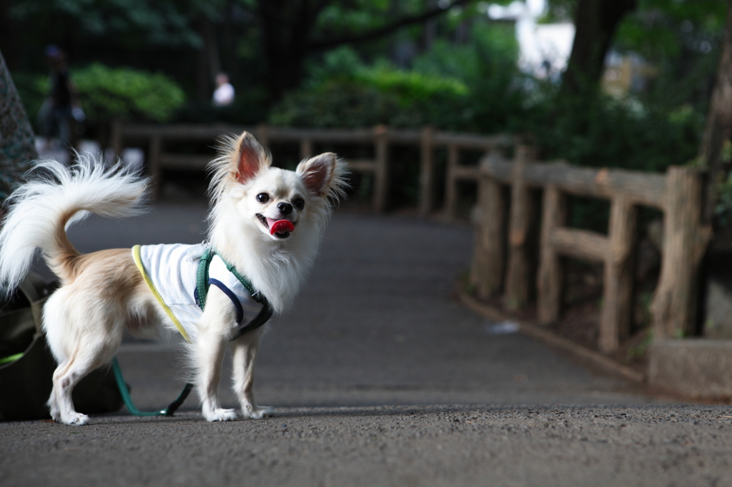 ぶんちゃん：橋の上で