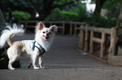 ぶんちゃん：橋の上で