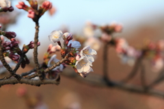 桜の開花