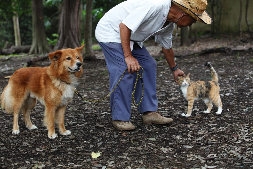 犬猫仲良く