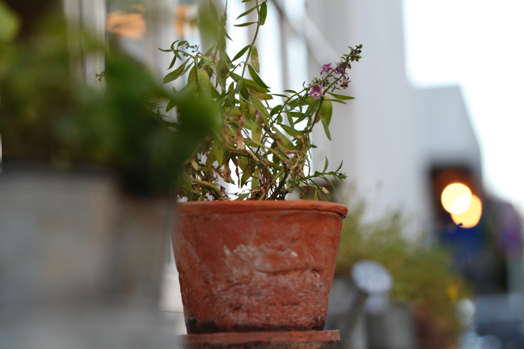 街角の鉢植え