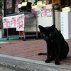 黒猫の店番