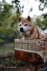 お気に入りのカゴ