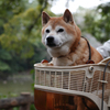 お気に入りのカゴ