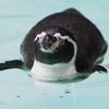 スイミングペンギン