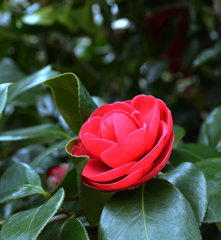 凛として咲く花の如く
