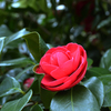 凛として咲く花の如く