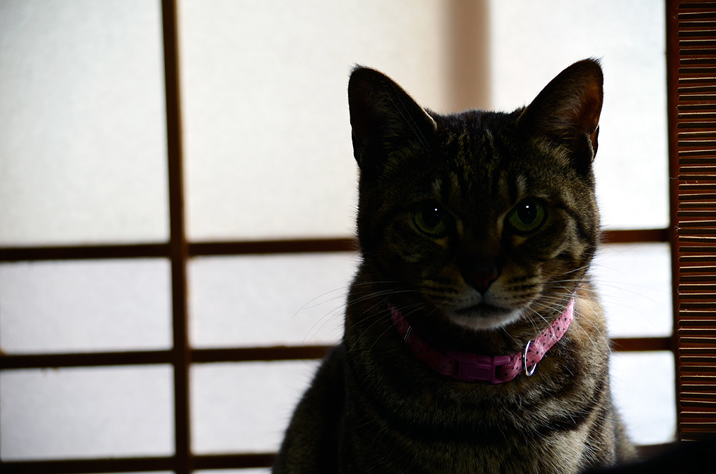 じょん♀