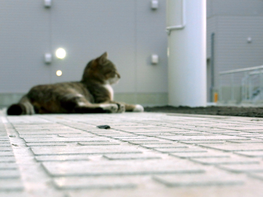 見据える猫