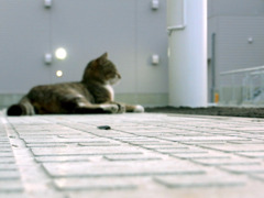 見据える猫