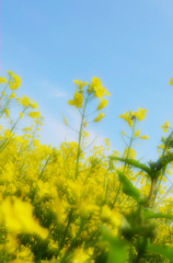 君に似た花が空を仰いでるよ