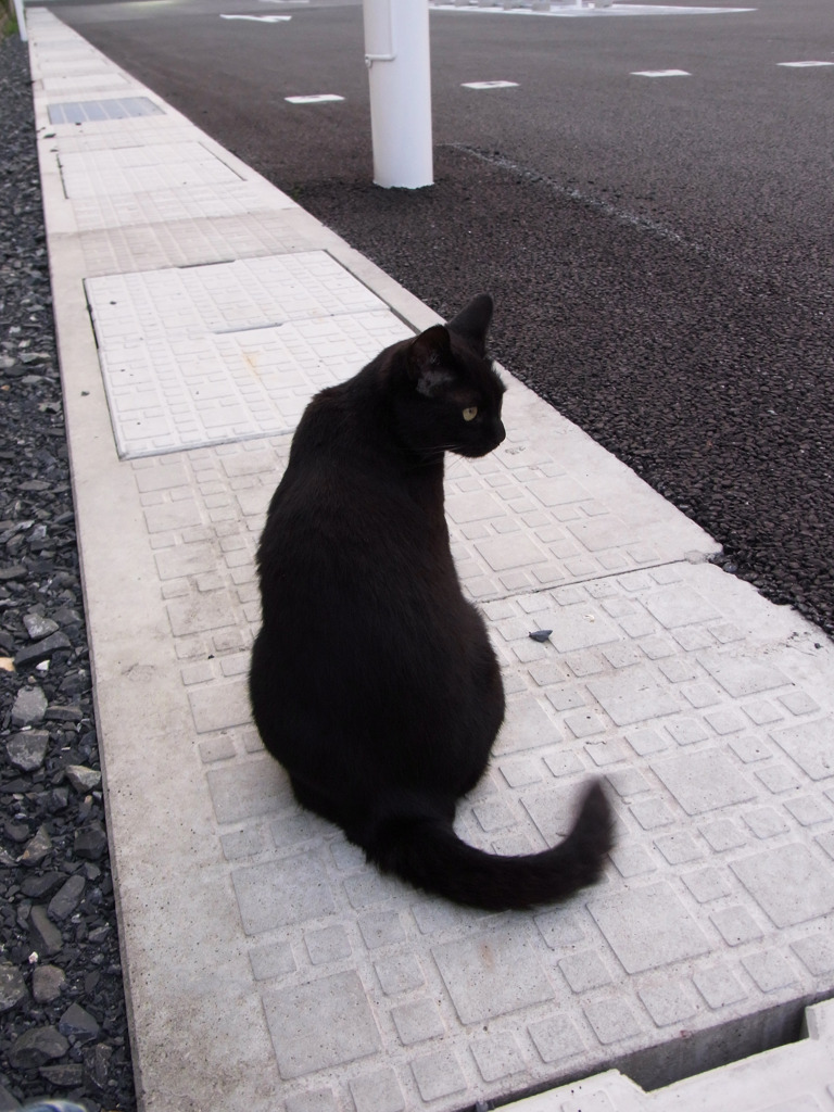 黒猫