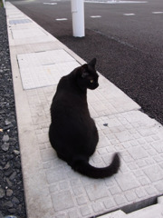 黒猫