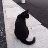 黒猫