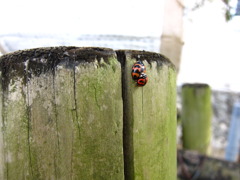 てんとう虫の親子