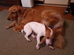 高速後ろ回し蹴り