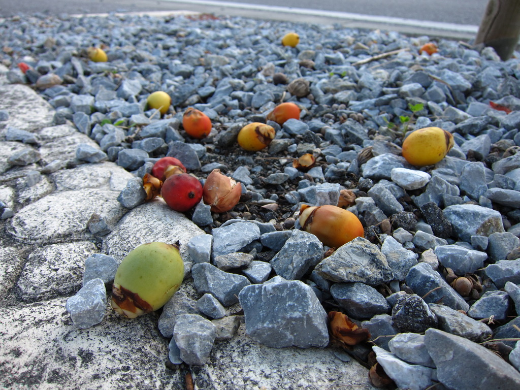 沖縄の木の下で