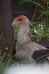 鳥で一番