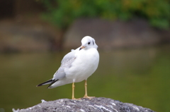鳥