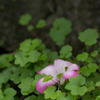 そこには咲かない花
