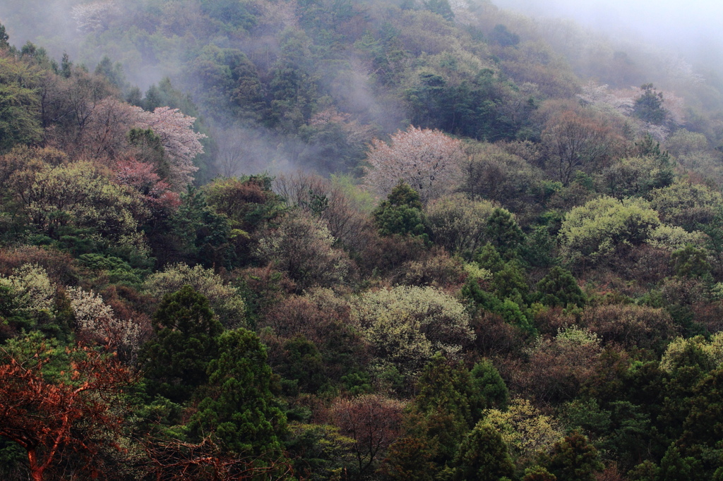 霧の里山