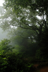 trees hidden in mist