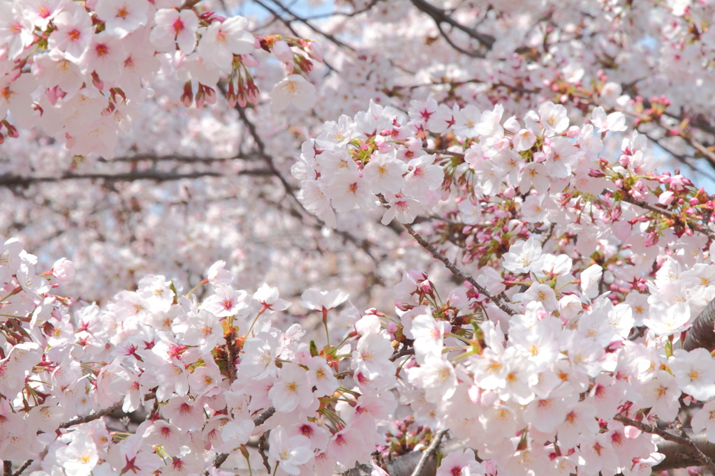 桜群