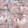 桜群