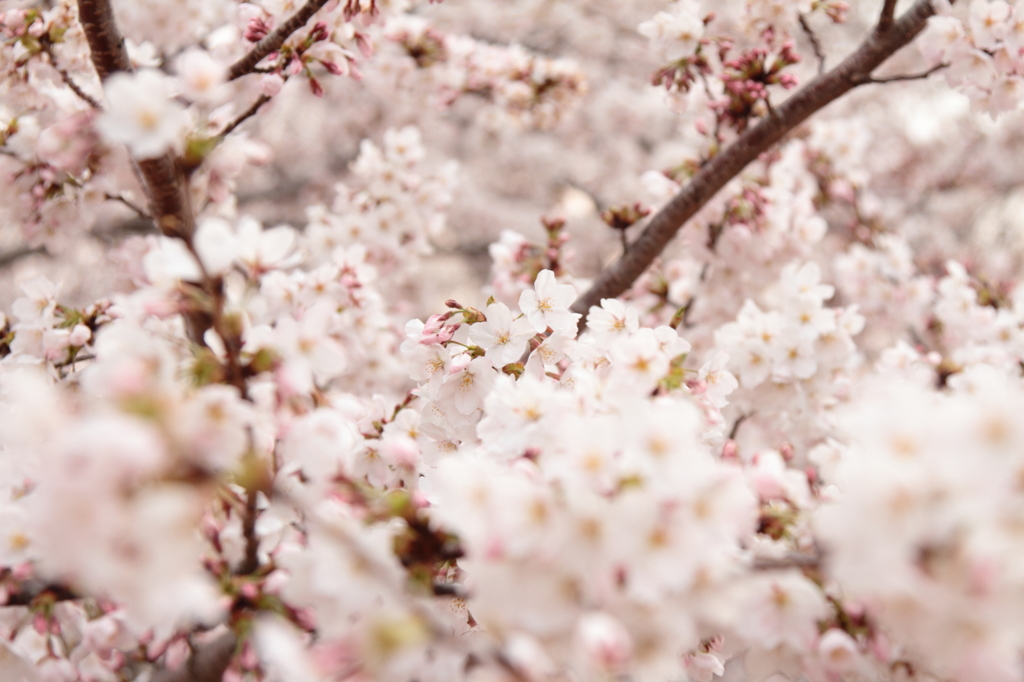 Cherry　Blossoms