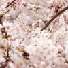 Cherry　Blossoms