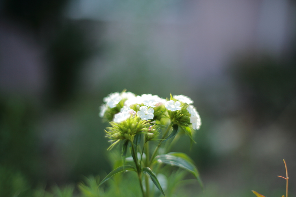 White Flower