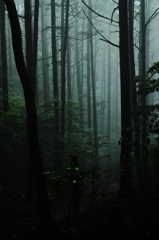 groves in mist.