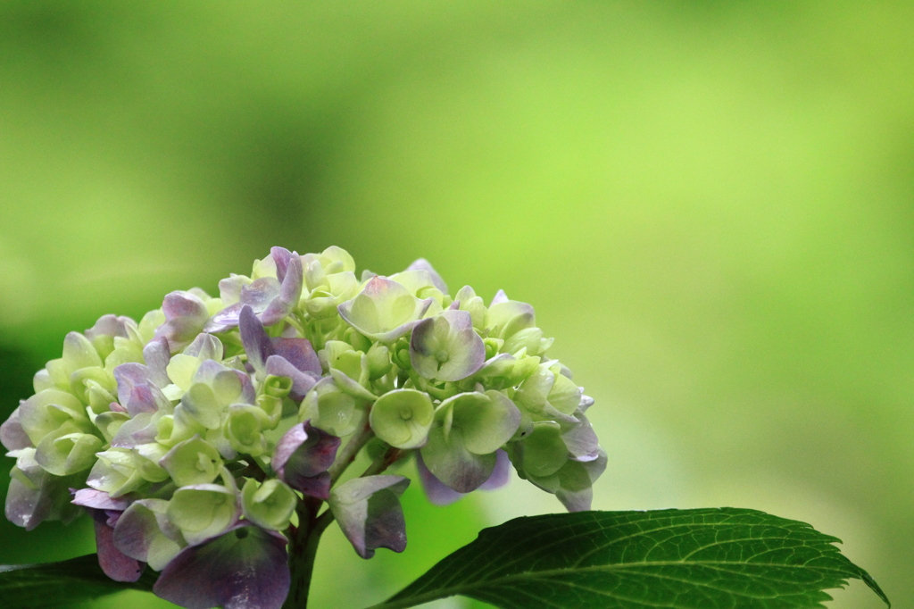 hydrangea