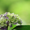 hydrangea