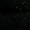 蛍と紫陽花