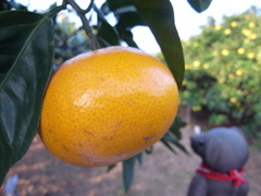 ツムギとコトノハ１２