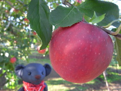 ツムギとコトノハ１１