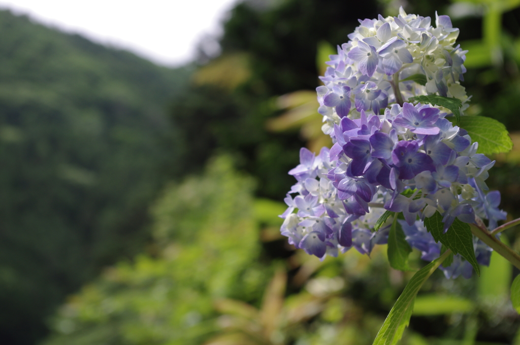 紫陽花