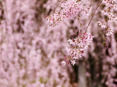 桜１２