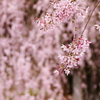桜１２